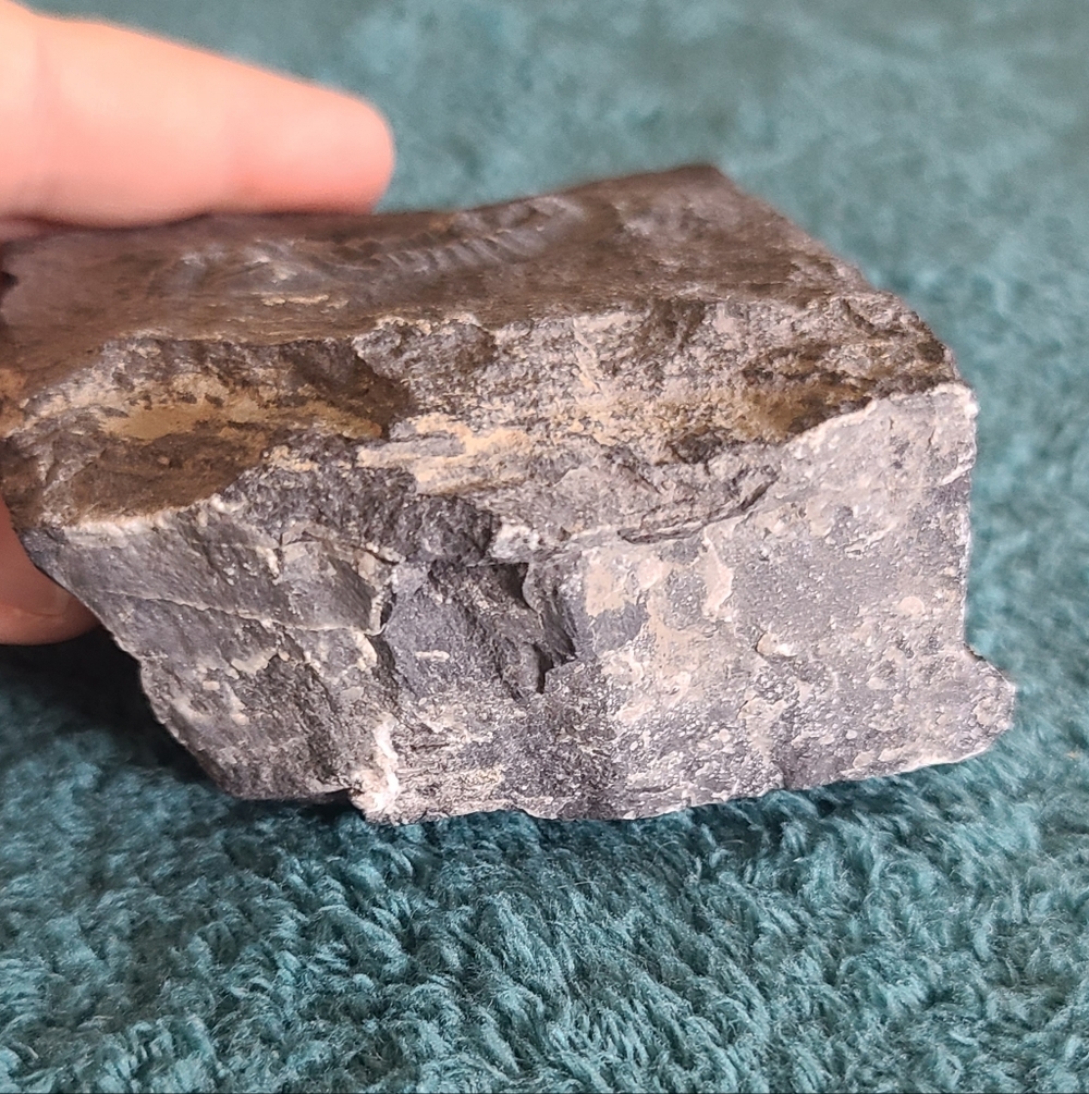 Trillobite Fossil Stone - Picture 5 of 10